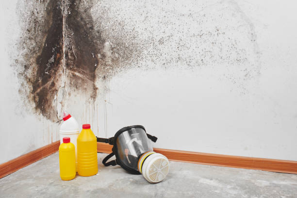 Best Attic Mold Remediation in Winnsboro, LA
