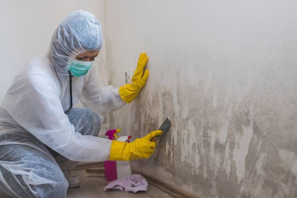 Best Black Mold Remediation in Winnsboro, LA