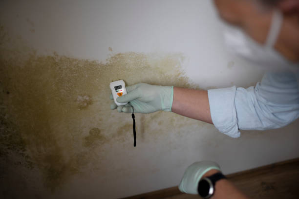 Best Mold Testing and Inspection Services in Winnsboro, LA