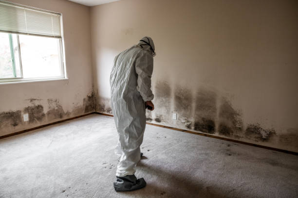 Best Health and Safety Mold Remediation in Winnsboro, LA